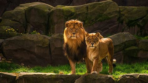 Desktop Wallpapers Lions Lioness Two Animals 1920x1080