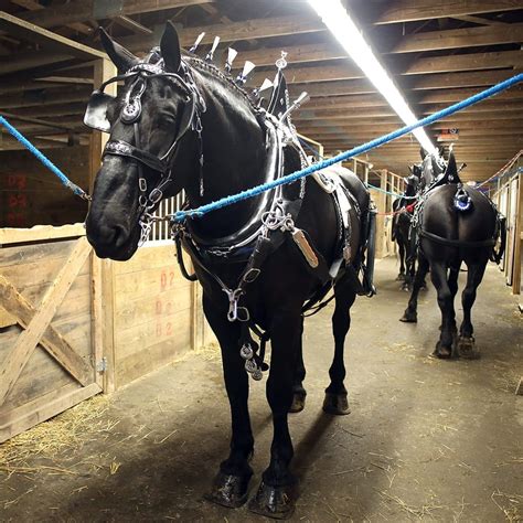 Draft Horse Show - All Breeds - Topsfield Fair - 2019