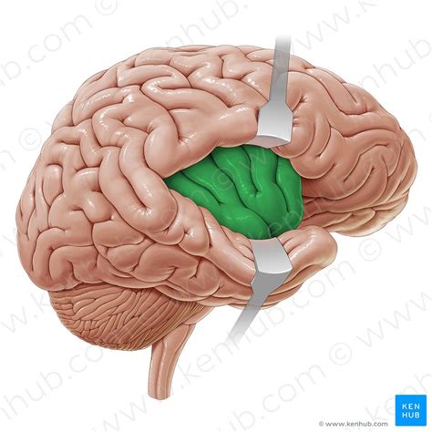 The Insular Cortex & Self-Awareness : r/neuroscience