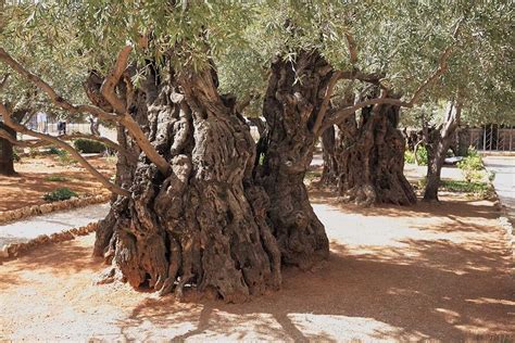 Olive tree, Tree, Garden of gethsemane