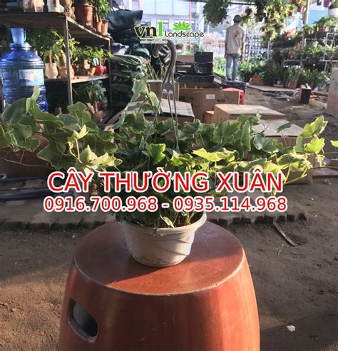 Cây Thường Xuân | Cây Dây Leo Ý Nghĩa Và Phong Thuỷ