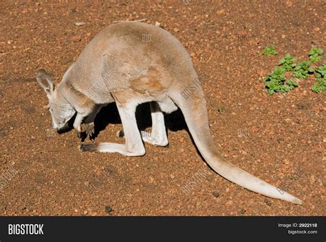 Kangaroo Tail Image & Photo (Free Trial) | Bigstock