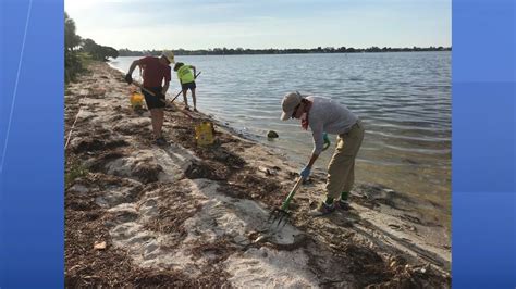 Manatee officials: Volunteers needed for red tide cleanup