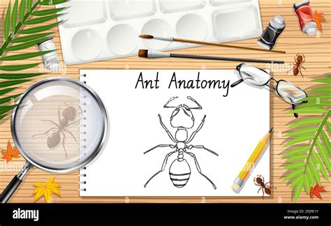 A doodle drawing of ant anatomy illustration Stock Vector Image & Art ...