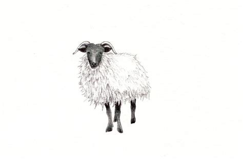 Adorable Sheep Art Print of a Drawing Available 5x7 or - Etsy