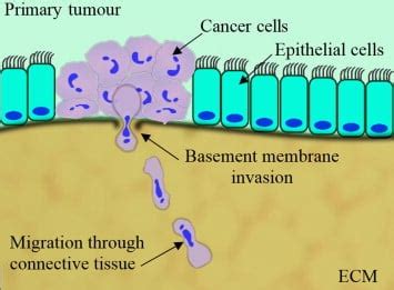 Cell Invasion Assays for Cancer Research - Platypus Technologies