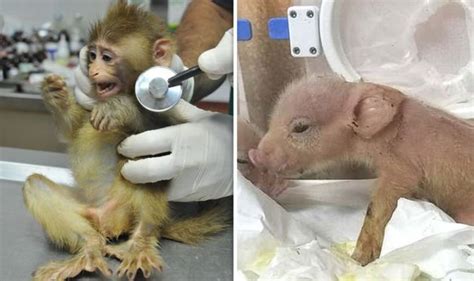 Monkey-pig hybrid: World's first piglet with monkey DNA born in bizarre ...