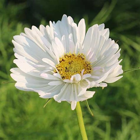 Fizzy White Cosmos Flower - Tomatomania