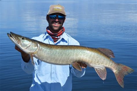 LOW Muskie Opener June 18th in MN and Ontario Waters! - Lake of the Woods