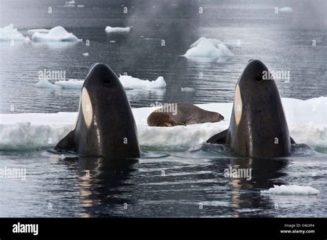 Killer Whales (Orcinus orca) spy-hopping to observe Weddell Seal ...