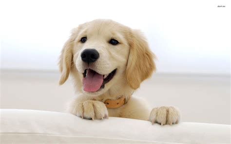 Golden Retriever Wallpapers - Wallpaper Cave