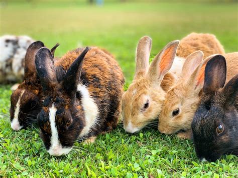 The Ultimate Guide to Feeding Rabbits - J&R Pierce Family Farm