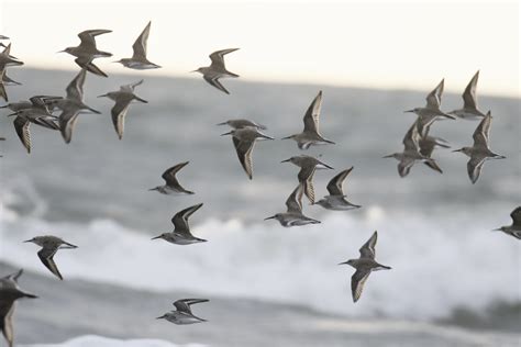 Dunlin flock Cooley | fergal stanley | Flickr