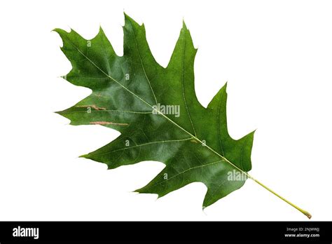 Dark green oak tree leaf hi-res stock photography and images - Alamy