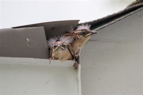 Carolina Wren fledglings leave the nest - FeederWatch