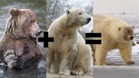 Thanks to global warming, grizzlies and polar bears are mating in terrifying fashion