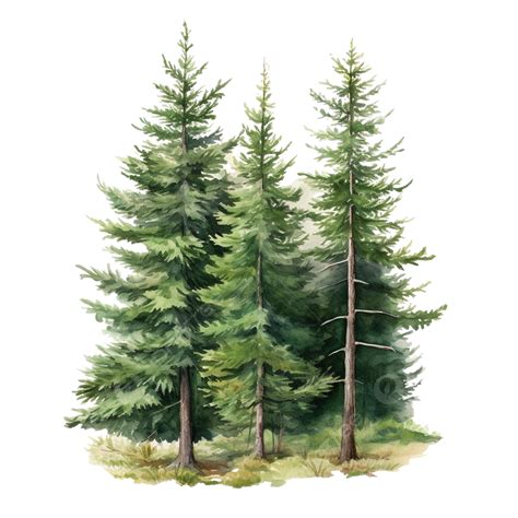 Watercolor Pine Tree Illustration, Evergreen Forest Christmas Card, Pine Needles, Pine PNG ...