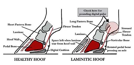 Laminitis - Causes & Prevention