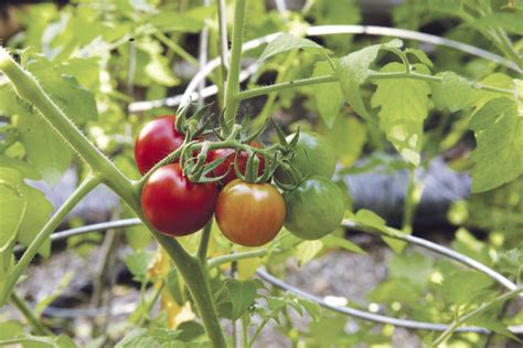 A Complete Guide to Growing Cherry Tomatoes - Fine Gardening