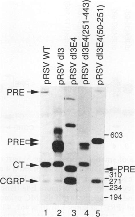 Effects of deletion of exon 4 sequences on the processing choice. After... | Download Scientific ...