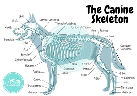 The Canine Skeleton (Digital Download) – Nursing Knowhow