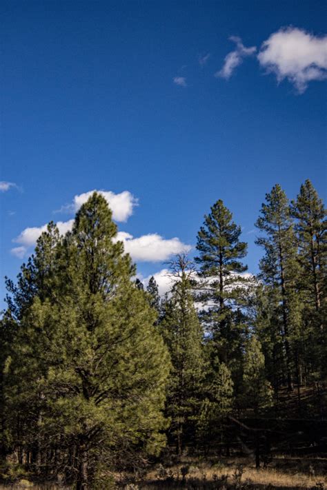 Pine Tree Forest Free Stock Photo - Public Domain Pictures