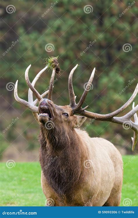 Big Bull Elk Bugling stock photo. Image of mammal, fall - 59093306