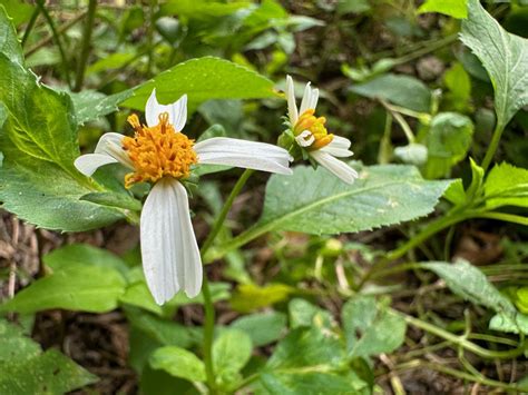 Bidens Alba is Edible and Prolific! | The Survival Gardener