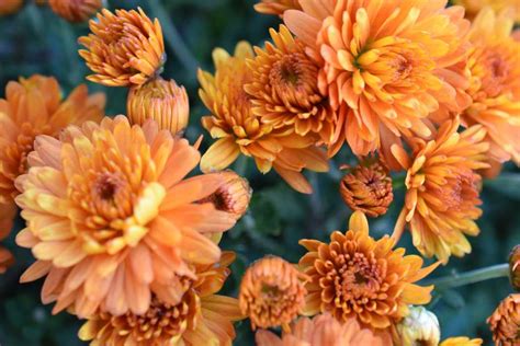 orange mums | Kellogg Garden Organics™