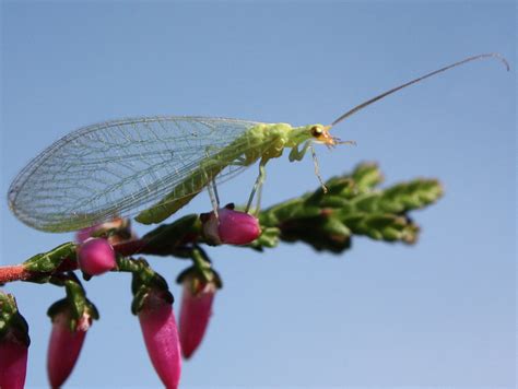 Insect Identification