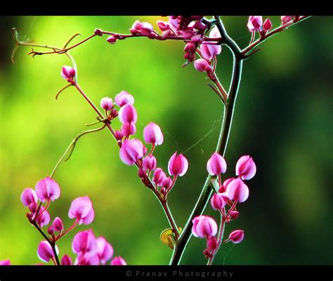 Spring Colors [ explored ] | I tweaked the colors in the ori… | Flickr