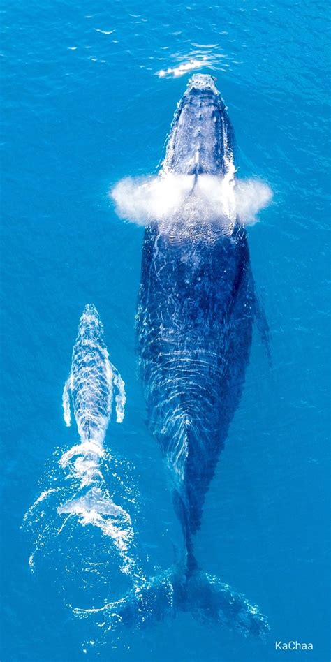 Humpback whale | Nature wallpaper, Whale, Fish wallpaper