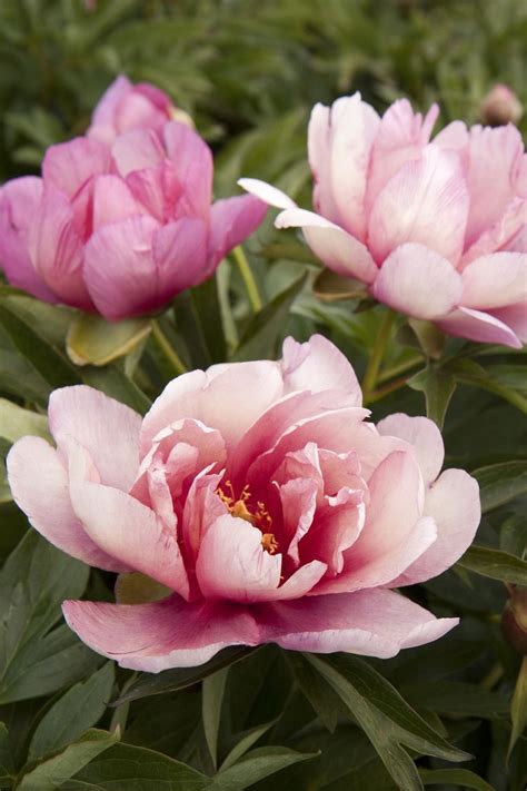 60 best Itoh Peony images on Pinterest | Peonies, Blossoms and Flower beds