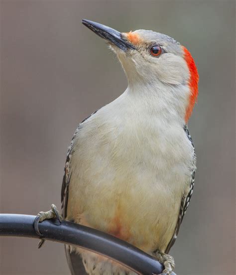 Red-bellied Woodpecker female - FeederWatch