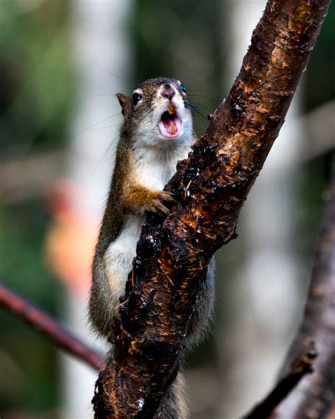 Squirrel Teeth Stock Photos, Pictures & Royalty-Free Images - iStock