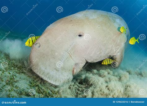 Dugong Stock Photography | CartoonDealer.com #17861972