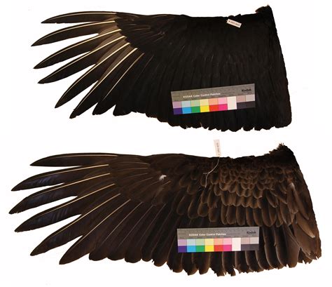 Sexual monomorphism in wing loading and wing aspect ratio in Black ...