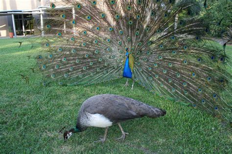 Indian peafowls' crests are tuned to frequencies also used in social ...