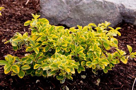 emerald n gold wintercreeper - Google Search | Evergreen bush, Full sun garden, Lawn borders