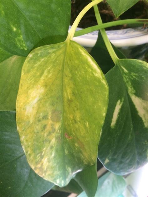 Yellow Leaves On Pothos