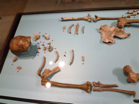 The original Neanderthal skeleton from the Neander Valley