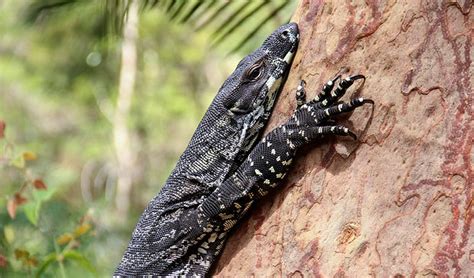 Lace monitor | Australian animals | NSW National Parks