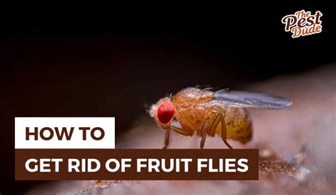 How to Get Rid of Fruit Flies in the House: 9 Effective Ways