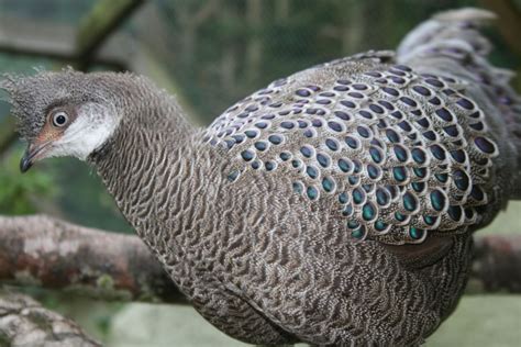 Grey Peacock Pheasant | Birdland Park & Gardens