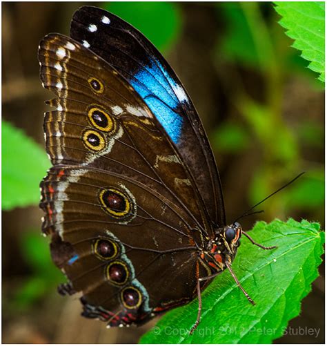 Blue morpho butterfly, wings mostly closed. photo - Peter Stubley photos at pbase.com