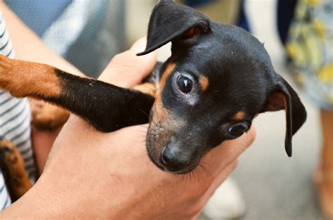 Miniature Pinscher Free Stock Photo - Public Domain Pictures