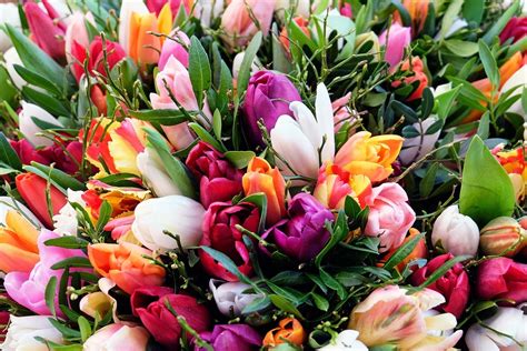 Photo gratuite: Tulipes, Bouquet De Tulipes, Fleurs - Image gratuite sur Pixabay - 1263677