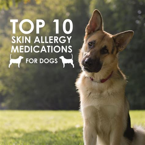 Top 10 Skin Allergy Medications for Dogs | Allivet Pet Care Blog