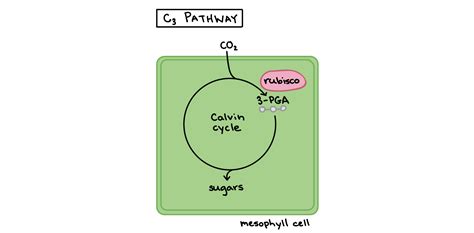 Comparison of Photosynthesis and Photorespiration in C3/C4/CAM Plants — Tropical Plant ...