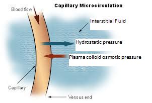 Interstitial Fluid Compartments & Pressure | Overview & Examples - Lesson | Study.com